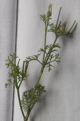 Scandix pecten-veneris