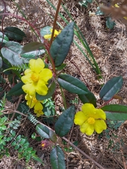 Hibbertia