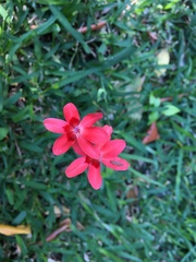 Freesia laxa