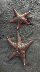 Dermasterias imbricata