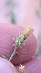 Brickellia microphylla scabra