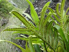 Microsorum pustulatum