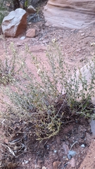Brickellia microphylla scabra
