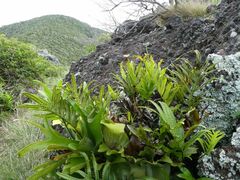 Microsorum pustulatum