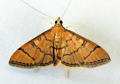 Blepharomastix ranalis