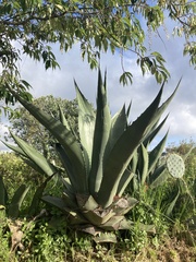 Agave