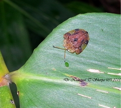 Laccoptera nepalensis