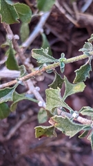 Brickellia microphylla scabra