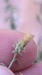 Brickellia microphylla scabra