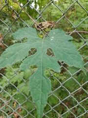 Vitis aestivalis