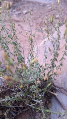 Brickellia microphylla scabra