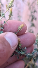 Brickellia microphylla scabra