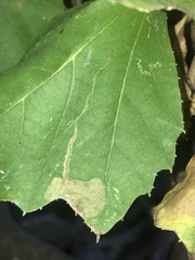 Ectoedemia clemensella