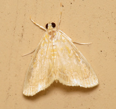 Glaphyria glaphyralis