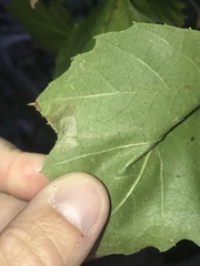 Ectoedemia clemensella