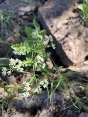 Parthenium