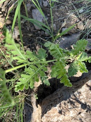 Parthenium