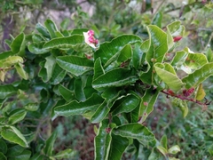 Schinus latifolia