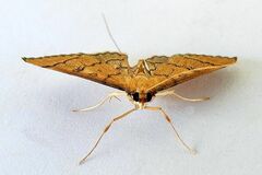 Blepharomastix ranalis