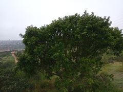 Schinus latifolia