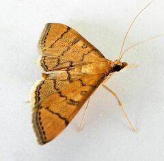 Blepharomastix ranalis