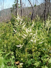 Actaea dahurica