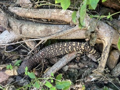 Heloderma exasperatum