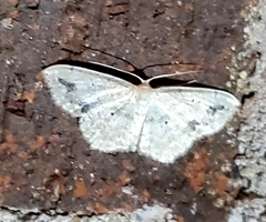 Scopula compensata