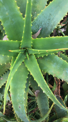 Aloe arborescens