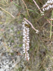 Polygonella robusta