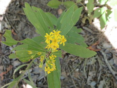 Solidago petiolaris