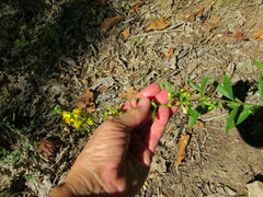 Solidago petiolaris