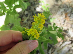 Solidago petiolaris