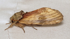 Oedemasia concinna