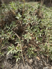 Penstemon fruticosus
