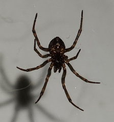 Steatoda