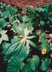 Trillium albidum