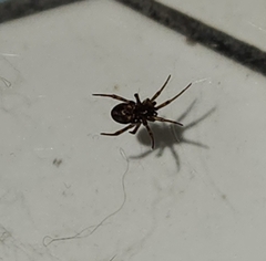 Steatoda