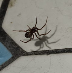 Steatoda