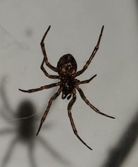 Steatoda