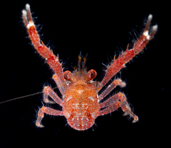 Galathea tanegashimae