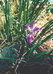Iris tenax