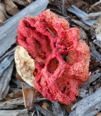 Clathrus ruber
