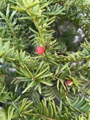 Taxus cuspidata