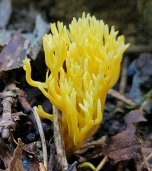 Clavulinopsis corniculata