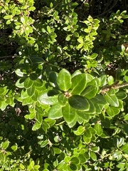 Vaccinium macrocarpon