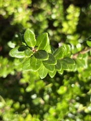 Vaccinium macrocarpon