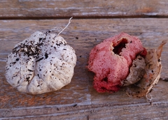 Clathrus ruber