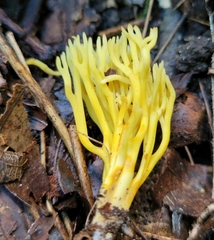 Clavulinopsis corniculata