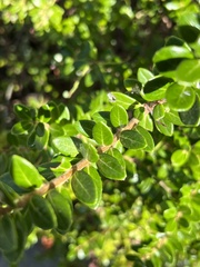 Vaccinium macrocarpon